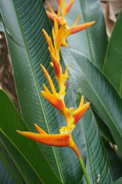 Bahçedeki güzel Heliconia psittacorum bitkisi