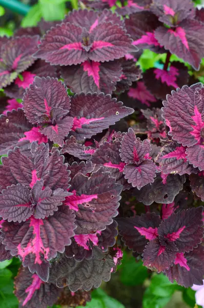 Plectranthus scutellarioides veya coleus dekoratif bitki ile kapatın.