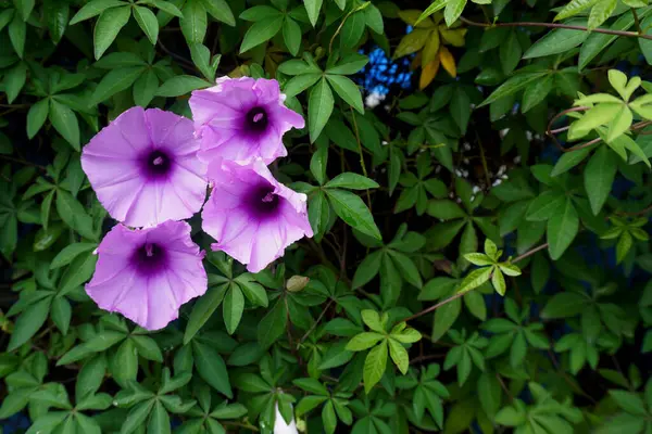 stock image Ipomoea pes-caprae at the garden nature