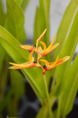 Bahçedeki güzel Heliconia psittacorum bitkisi