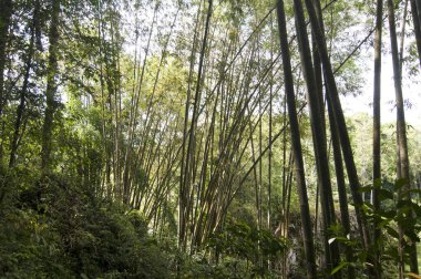 Toraja Köyünde bambu ağacı