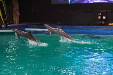 Jakarta  - Indonesia, 23 June 2024 : dolphin attraction in Ancol Jakarta clipart