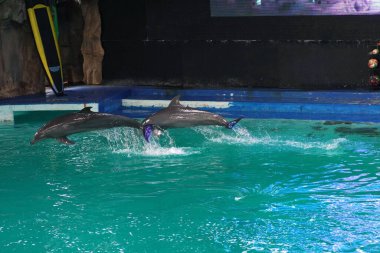 Jakarta  - Indonesia, 23 June 2024 : dolphin attraction in Ancol Jakarta clipart