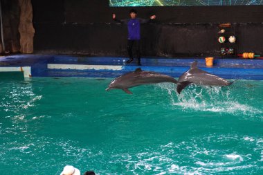 Jakarta  - Indonesia, 23 June 2024 : dolphin attraction in Ancol Jakarta clipart