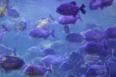 Dev bir akvaryumda pirana balığı. 