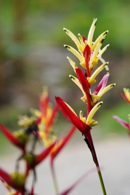 Bahçedeki güzel Heliconia psittacorum bitkisi