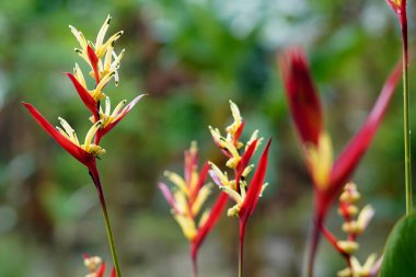 beautiful Heliconia psittacorum plant at the garden clipart