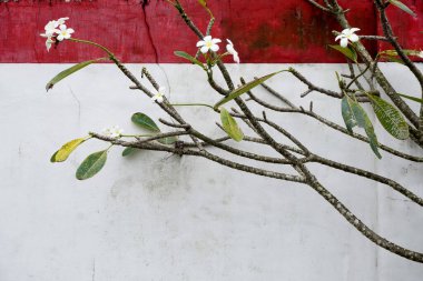 Hassas su tesisatı desenli bir duvarı süslüyor. Metin için alanı olan sakin, doğal bir sahne, arkaplan veya tasarım elementleri için mükemmel.           