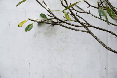 Hassas su tesisatı desenli bir duvarı süslüyor. Metin için alanı olan sakin, doğal bir sahne, arkaplan veya tasarım elementleri için mükemmel.           