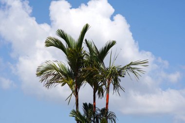 Tüylü beyaz bulutlarla benekli parlak mavi gökyüzüne uzanan, çarpan kırmızı gövdeli, gür palmiye ağaçları, tropikal bir cennet ve huzurlu bir kaçış hissi uyandırıyor..                          