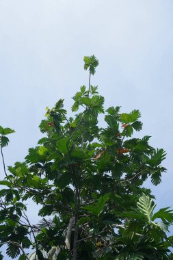 A lush breadfruit tree with vibrant green leaves stretches towards the clear sky, embodying growth and tropical beauty. Perfect for nature and organic themes.