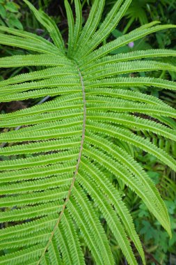 Bring the tranquility of nature into your designs with this vibrant fern frond pattern. Perfect for backgrounds, textiles, and eco-conscious projects.
