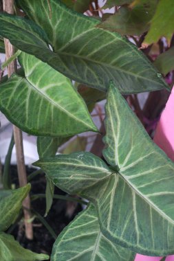 Bring calming nature vibes indoors with this vibrant arrowhead plant. The patterned leaves and pink wall create a fresh, stylish backdrop.