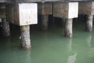 Explore the serene beauty of aged dock pilings meeting smooth green water. Authentic texture for backgrounds and evocative projects.