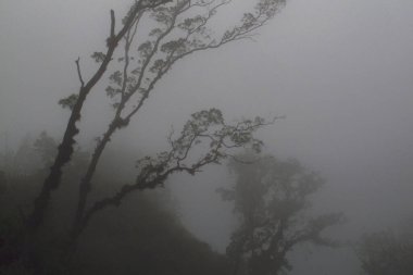 Immerse yourself in this misty forest landscape. Evokes tranquility and peace. Perfect for backgrounds, travel, or nature themes.