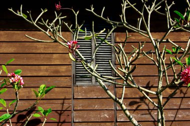 Vibrant frangipani flowers burst with color against a weathered wooden backdrop, evoking tropical tranquility.