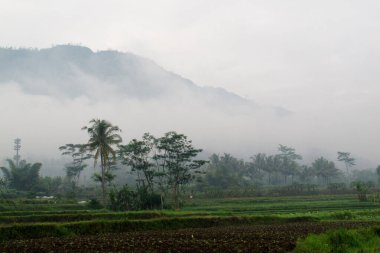 Misty mountains loom over vibrant green rice terraces creating a serene, tropical rural landscape perfect for nature or travel themes.