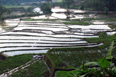 Serene terraced rice fields meet a flowing river, showcasing lush greenery and natural beauty in a vibrant, rural landscape.