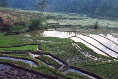 Serene terraced rice fields meet a flowing river, showcasing lush greenery and natural beauty in a vibrant, rural landscape.