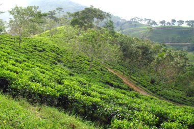 Capture the essence of nature's tranquility. Perfect for travel, environmental, or wellness projects. Offers a sense of peace and natural beauty for any visual project.