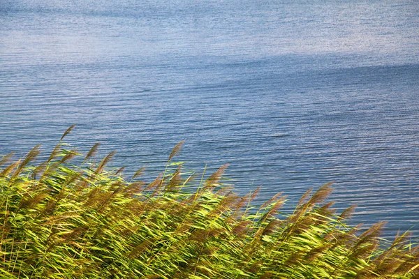 Зелений Очерет Ясну Вітряну Погоду Влітку Красиве Спокійне Блакитне Озеро — стокове фото
