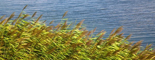 Cañas Verdes Tiempo Ventoso Claro Verano Hermosa Calma Junto Lago —  Fotos de Stock