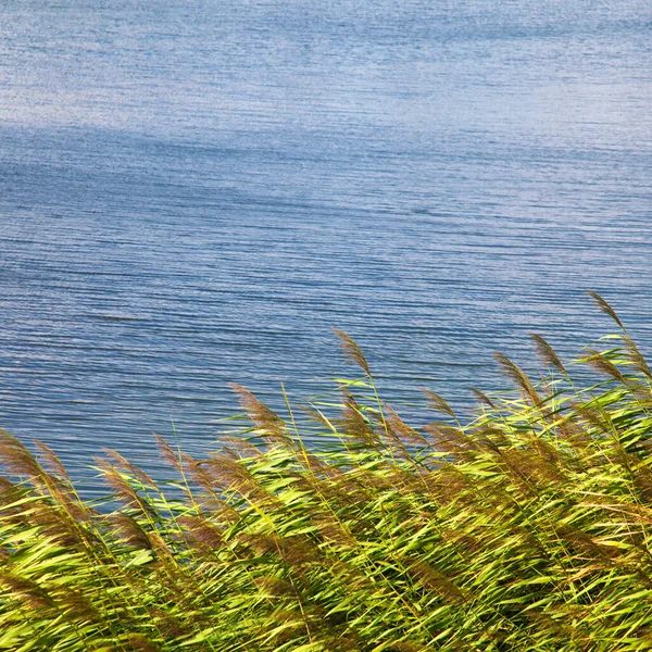 Green Reeds Clear Windy Weather Summer Beautiful Calm Blue Lakeside — Stock Photo, Image