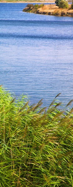 Cañas Verdes Tiempo Ventoso Claro Verano Hermosa Calma Junto Lago —  Fotos de Stock