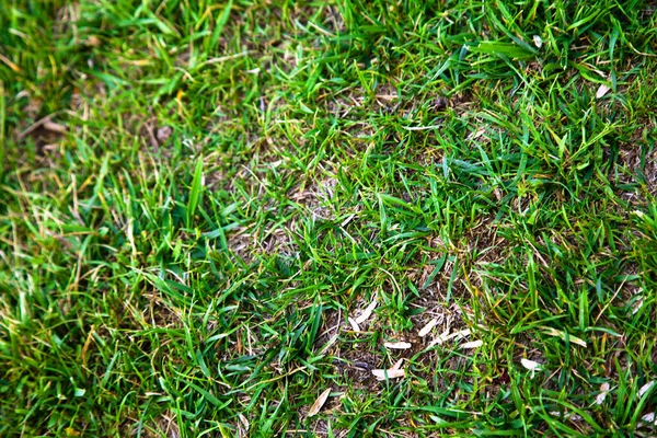 Grünes Gras Natur Hintergrund Natürliche Textur Der Pflanze Nahaufnahme Grüne — Stockfoto