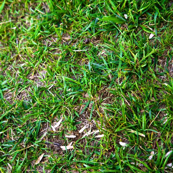 Green Grass Nature Background Natural Texture Plant Close Green Lawn — Stock Photo, Image