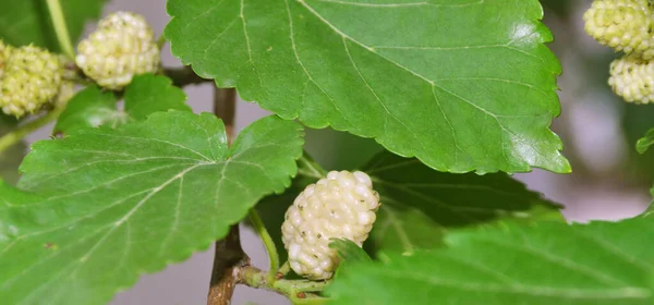 Heerlijke Vitamine Rijpe Witte Moerbei Groene Bladeren Moerbeifruit Zijn Natuurlijke — Stockfoto