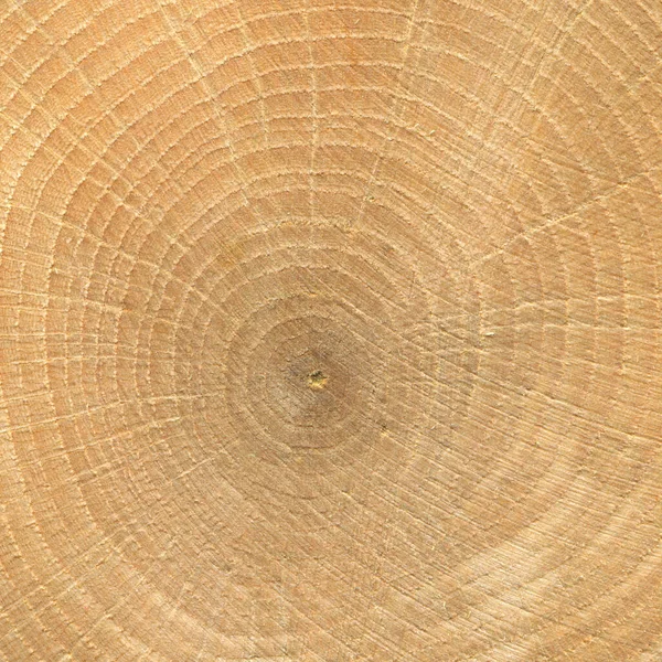 Wood Grain Texture Oak Wood Log Isolated Black Background — Stock Photo, Image