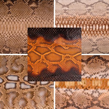 Çeşitli renklerde doğal yılan derisi, lüks kıyafetler ve fotoğraf kolajı için uygun aksesuarlar, web sitesi başlık afişi