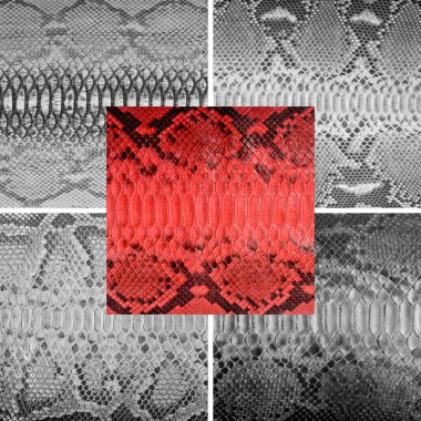 Çeşitli renklerde doğal yılan derisi, lüks kıyafetler ve fotoğraf kolajı için uygun aksesuarlar, web sitesi başlık afişi