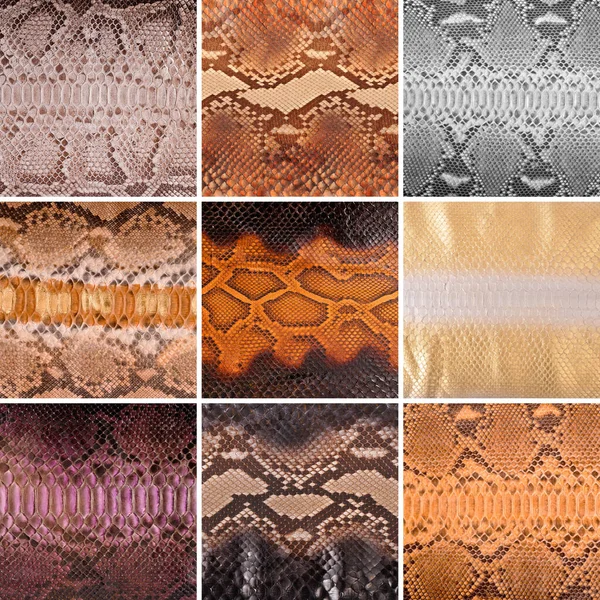 Pelle Serpente Naturale Vari Colori Abbigliamento Lusso Accessori Adatti Collage — Foto Stock