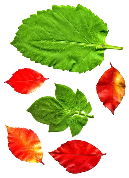 Autumn Spring Leaf Red Green Leaf Tree Different Colors Isolated — Stock Photo, Image