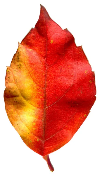 Czerwony Beżowy Jesienny Liść Jesienny Liść Drzewa Różnych Kolorach Odizolowany — Zdjęcie stockowe