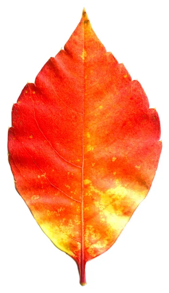 Red Beige Autumn Leaf Autumn Leaf Tree Different Colors Isolated — Stock Photo, Image