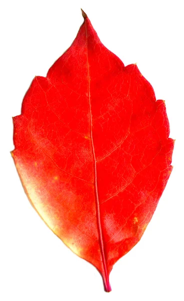 Rött Och Beige Höstlöv Höstlöv Träd Olika Färger Isolerade Vit — Stockfoto