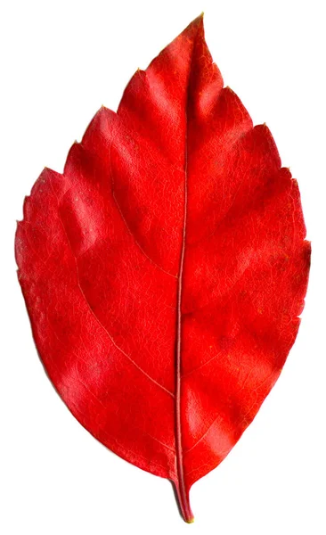 Merah Dan Beige Daun Musim Gugur Daun Musim Gugur Dari — Stok Foto