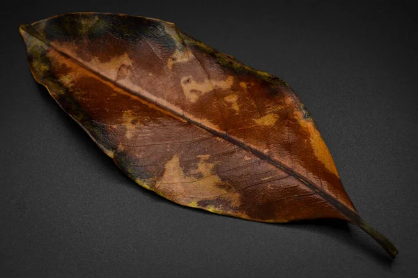マグノリアの木乾燥葉 マグノリアの木の秋の葉異なる色 黒の背景に隔離された — ストック写真
