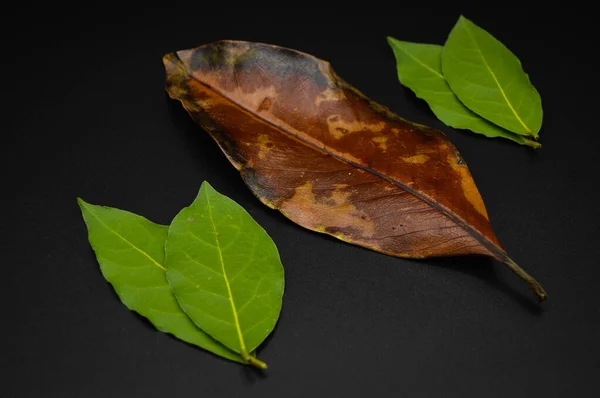 マグノリアとダフネのコウモリの木の葉 マグノリアの葉とダフネの木の異なる色 黒の背景に隔離された — ストック写真