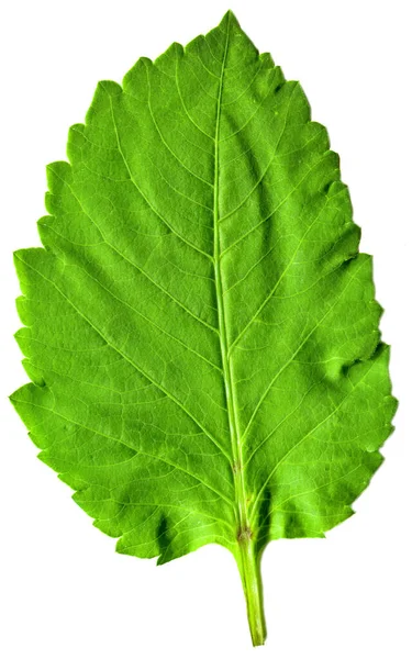 Frisches Grünes Einzelblatt Gerade Vom Ast Gezupft Isoliert Auf Weißem — Stockfoto