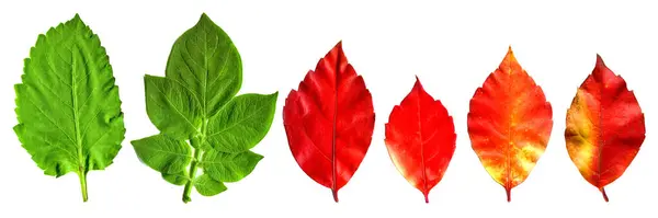 Autumn Spring Leaf Red Green Leaf Tree Different Colors Isolated — Stock Photo, Image