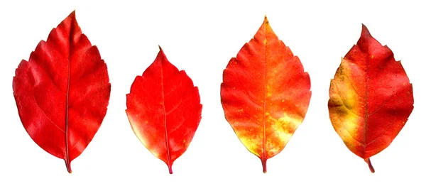 Červený Béžový Podzimní List Podzimní List Stromů Různé Barvy Izolované Stock Fotografie
