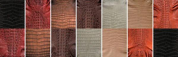 Přírodní Krokodýlí Kůže Různých Barvách Vhodná Pro Luxusní Oblečení Doplňky — Stock fotografie