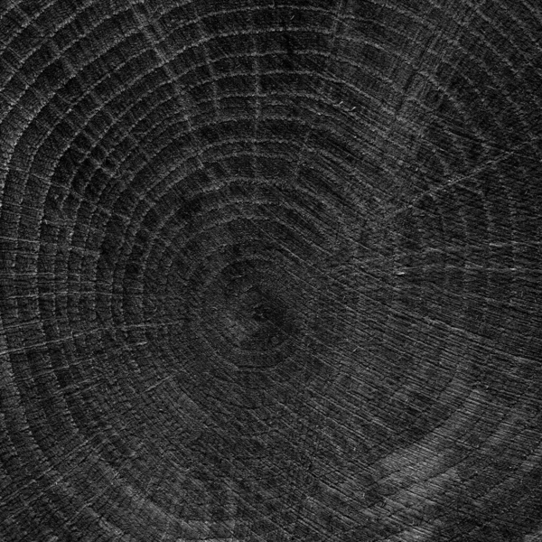 Black wood grain texture, black wood log, isolated on black background