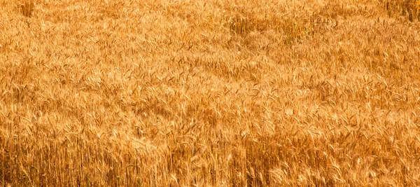 Field Yellow Ripe Wheat Spike Sunlight Wheat Field Harvest Time — Stock Photo, Image