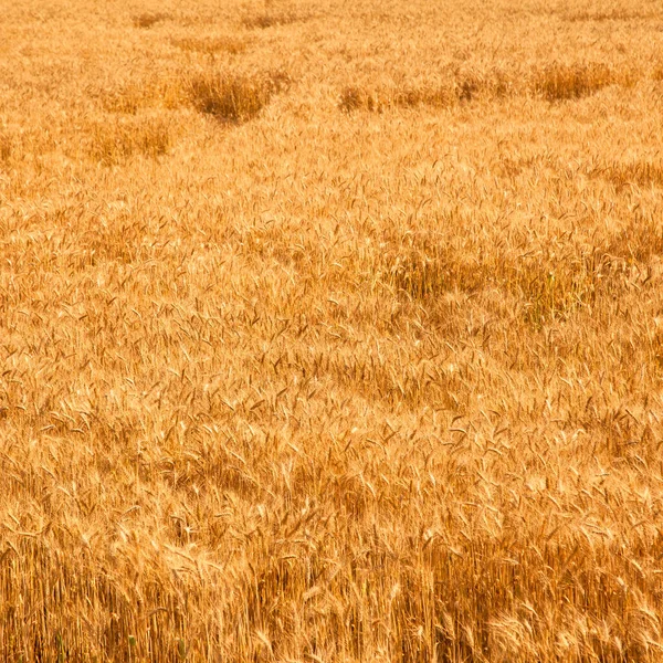 Поле Желтой Спелой Пшеницы Всплеск Солнечного Света Пшеничное Поле Время — стоковое фото