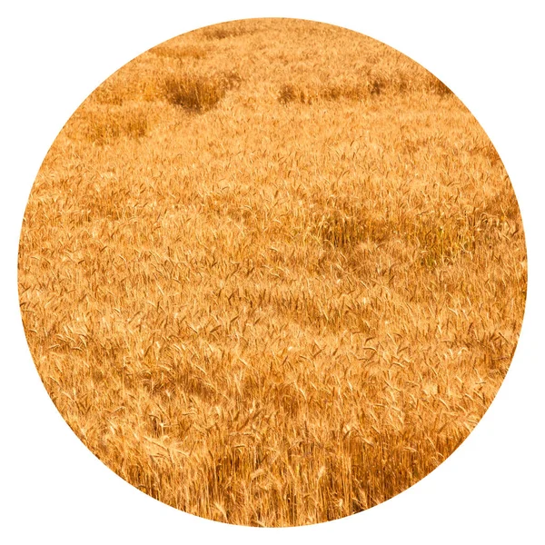 阳光下的黄熟麦穗田 收获季节的麦田 — 图库照片